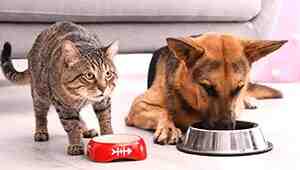 How To Keep Dog And Cat Food Separate