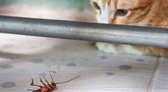 How To Keep Roaches Away From Cat Food