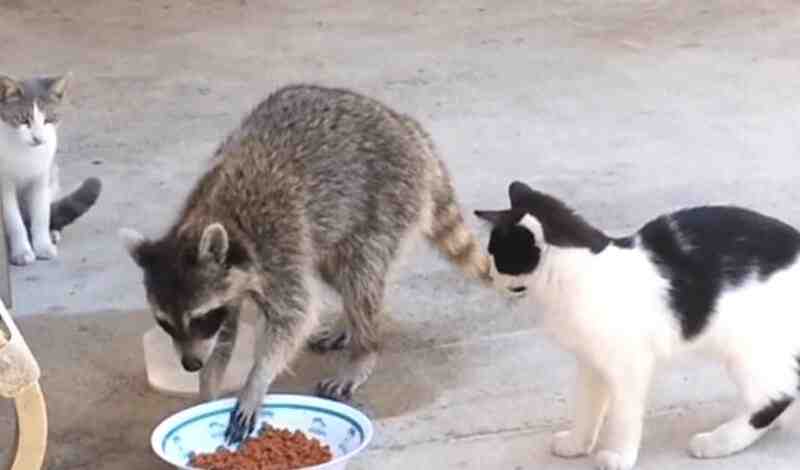 How To Stop A Raccoon From Eating Cat Food