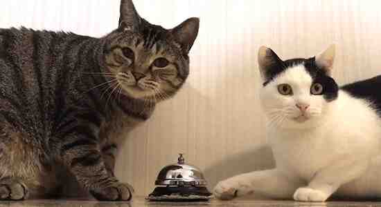 cats ring bell for food