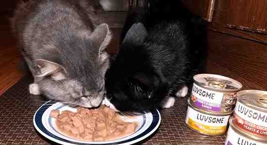 Luvsome Cat Food