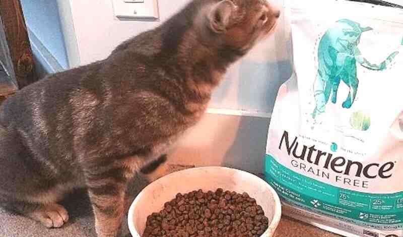 Nutrience Cat Food