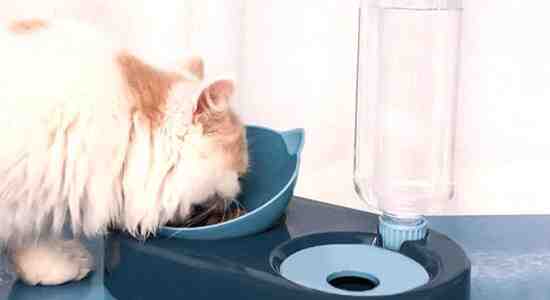 Put the food underneath the water bowl 