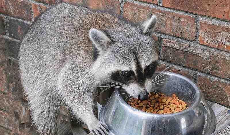 Raccoons Like Cat Food