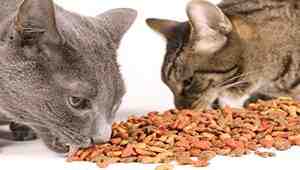 What Is The Best Quality Cat Food