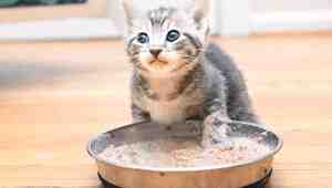 When To Transition Kitten To Cat Food