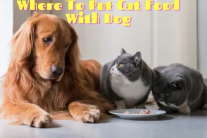 Where To Put Cat Food With Dog