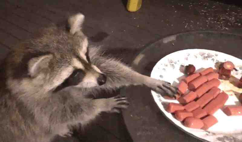 Why Does Raccoon Steals Cat Food