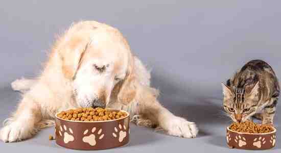 Why Keeping Dog And Cat Food Separate