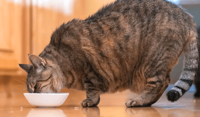 Best Weight Management Cat Food