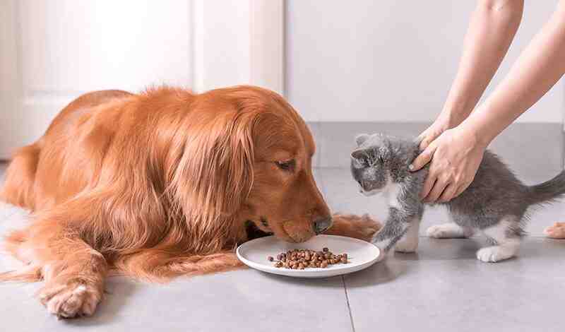 Can Cats Eat Dog Food In An Emergency