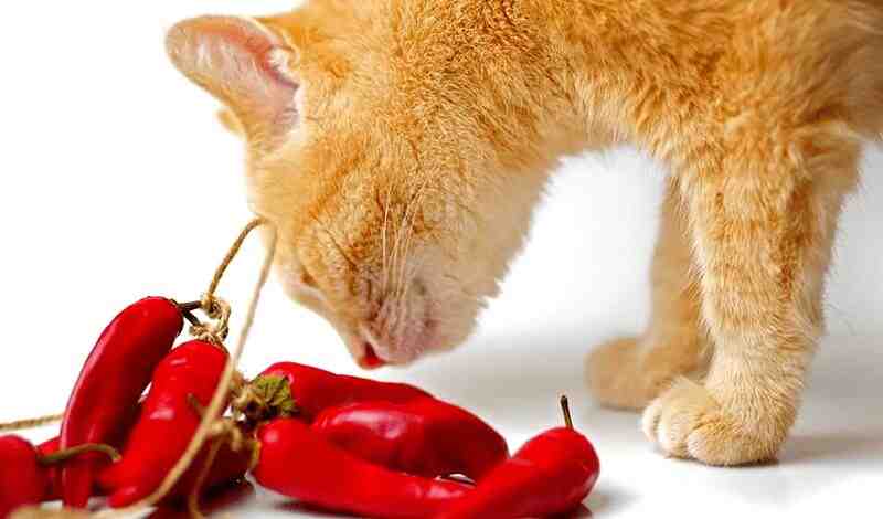 Can Cats Eat Spicy Food