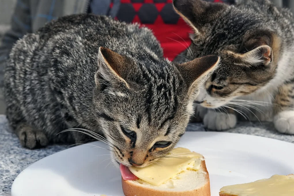 Cat Eat Cheese