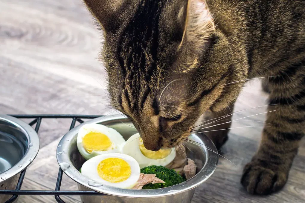 Cat Eat Cooked Eggs