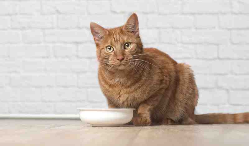 Does Cat Food Get Stale