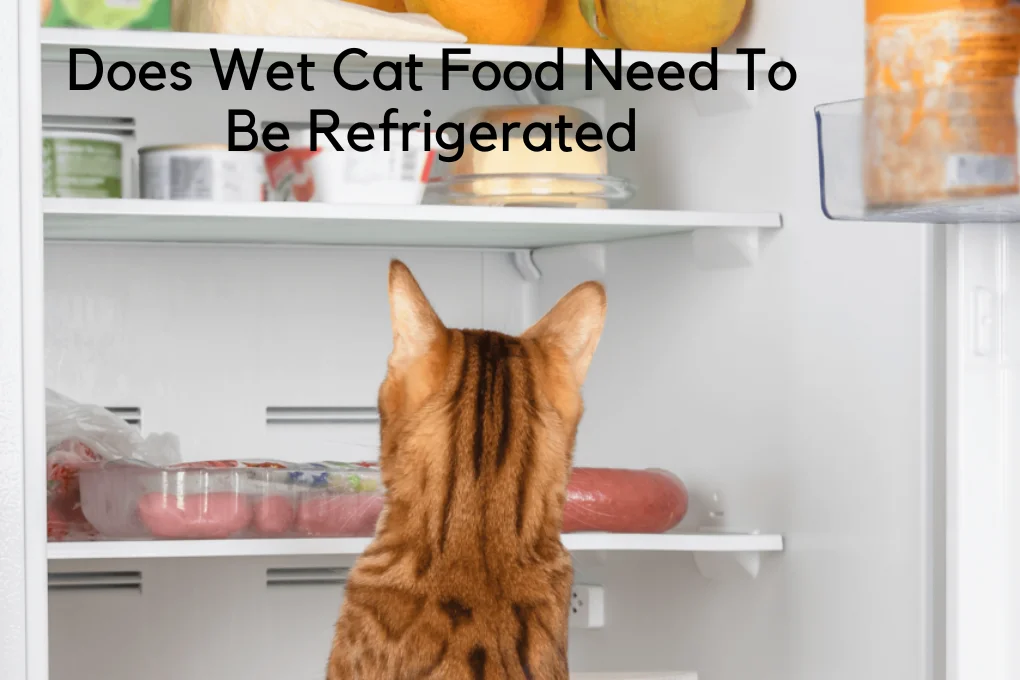 Does Wet Cat Food Need To Be Refrigerated