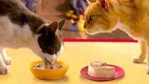 Extra Gravy Cat Food