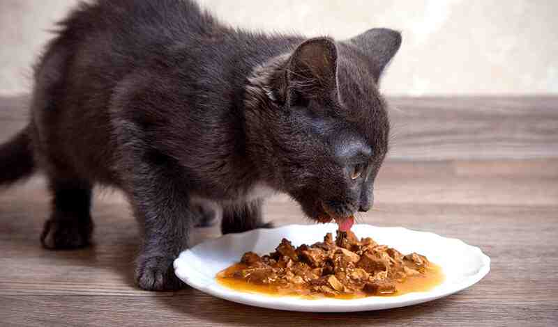 Extra Gravy Cat Food