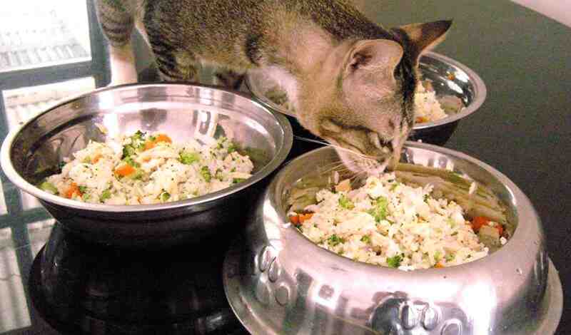High Calorie Cat Food Recipe