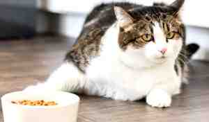 How Long Can Cats Live Without Food