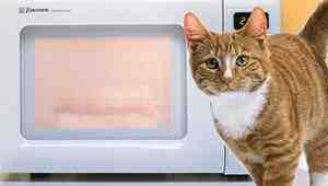 How Long To Microwave Cat Food