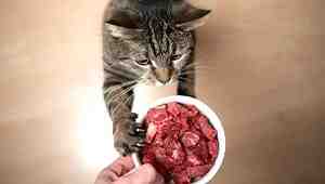 How Much Raw Food To Feed Cat