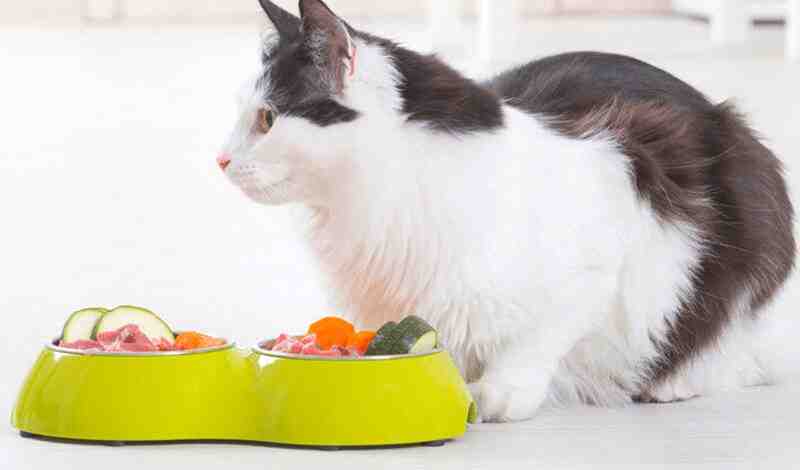 How Much Raw Food To Feed Cat