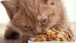 How To Change Wet Cat Food Brands