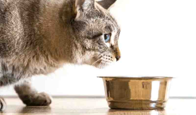 How To Change Wet Cat Food Brands