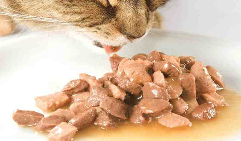 How To Save Wet Cat Food
