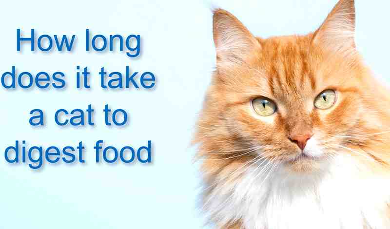 How long does it take cats to digest food