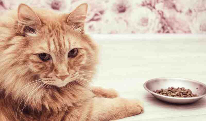 Merrick Sensitive Stomach Cat Food