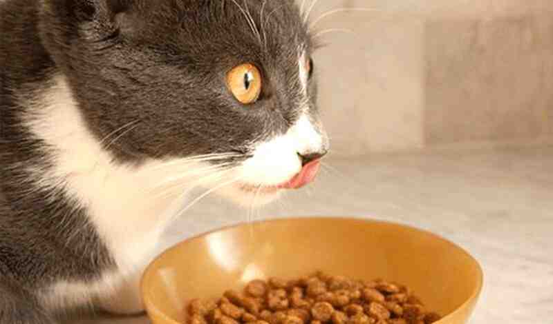 Petco Natural Balance Cat Food