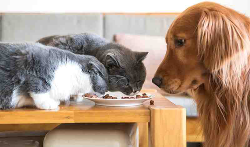 Prevent Your Cat From Eating Dog Food