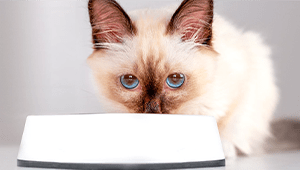 Royal Canin Birman Cat Food