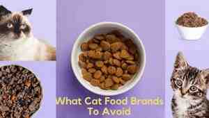 What Cat Food Brands To Avoid