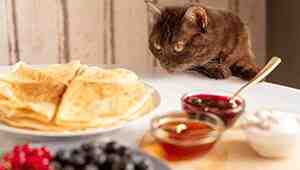 What Human Foods Are Safe For Cats