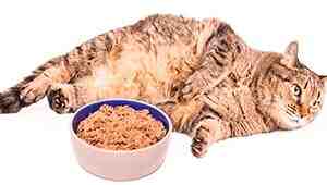 What Is The Best Weight Management Cat Food