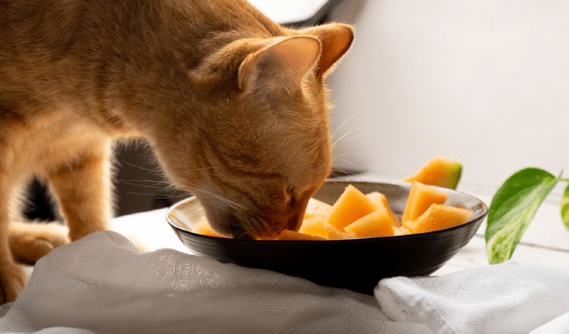 What To Give Cats If No Cat Food