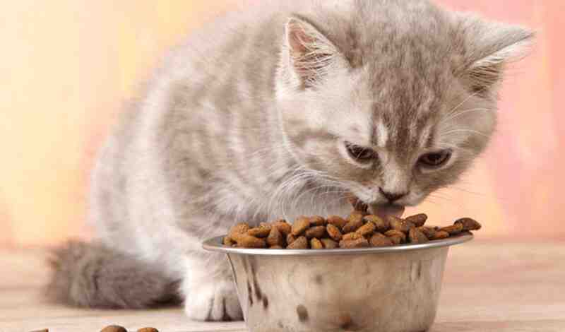 When Can Kittens Eat Dry Food
