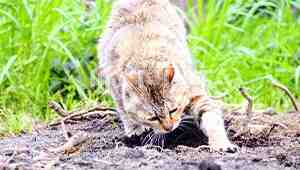 Why Does My Cat Try To Bury His Food