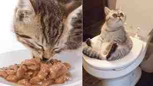 Can Wet Food Cause Diarrhea In Cats