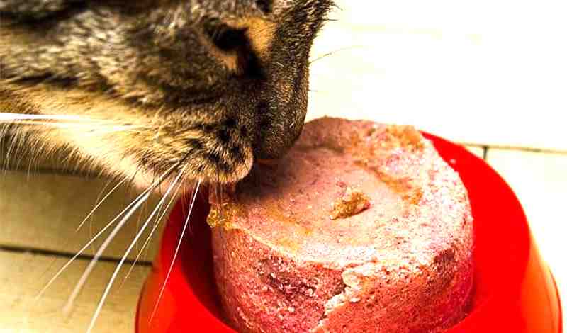 Cat Only Licks Wet Food