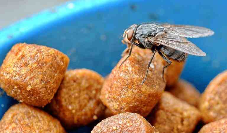 how-to-keep-flies-off-outdoor-cat-food-best-5-ways-perfect-cat-food