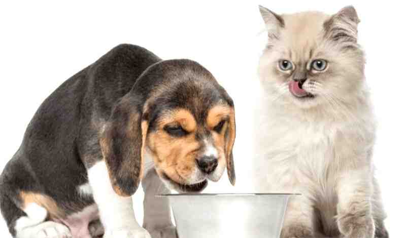 How To Keep Puppy Out Of Cat Food