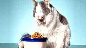 Is Nutro A Good Cat Food