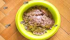 how to keep flies off outdoor cat food