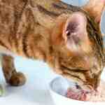 Can Cats Eat Cold Wet Food
