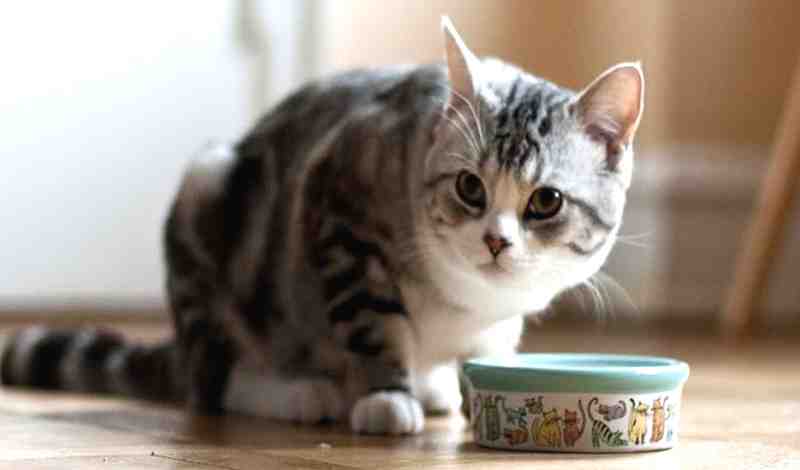 Can Cats Eat Cold Wet Food