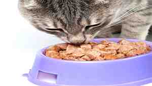 Can Wet Cat Food Be Left Out